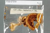 Cortinarius taylorianus image