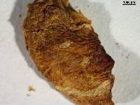Lepiotula adusta image