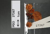 Cortinarius melimyxa image