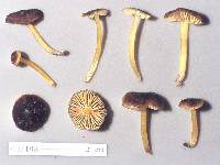 Hygrocybe fuliginata image