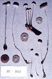 Mycena helminthobasis var. novae-zelandiae image