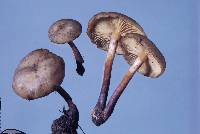 Armillaria novae-zelandiae image