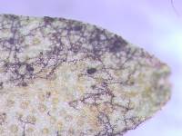 Meliola leptospermi image