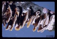 Trametes ochracea image