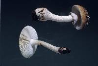 Amanita australis image