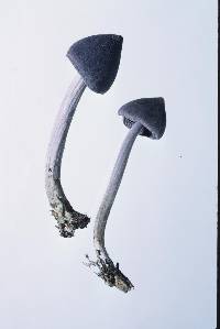 Entoloma canoconicum image