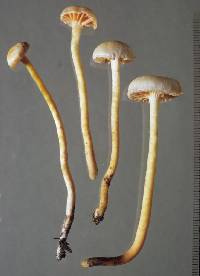 Hygrocybe firma image