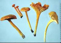 Hygrocybe procera image