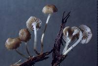 Mycena veronicae image