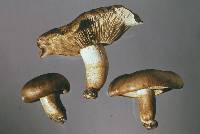 Tricholoma albobrunneum image