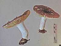 Russula pudorina image