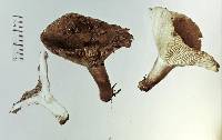 Russula griseobrunnea image