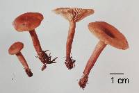 Lactarius umerensis image