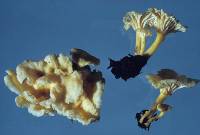 Cantharellus wellingtonensis image