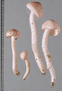 Hygrophorus carcharias image