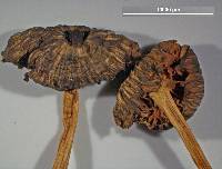 Laccaria fibrillosa image