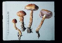 Image of Porphyrellus novae-zelandiae