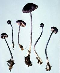 Entoloma strictum image