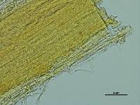 Laccaria fibrillosa image