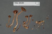 Laccaria fibrillosa image