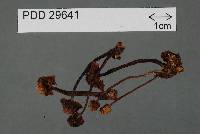 Laccaria masoniae var. brevispinosa image