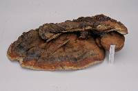 Ganoderma tropicum image