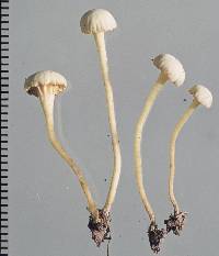 Camarophyllopsis roseola image