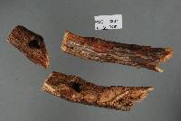 Image of Aleurodiscus pateriformis