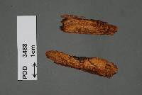 Phellinus noxius image