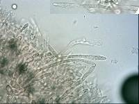 Russula pilocystidiata image