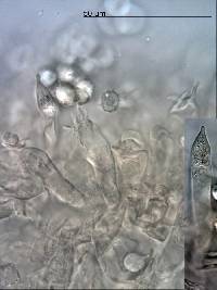 Russula pseudoareolata image