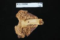 Russula umerensis image