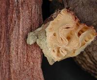 Russula macrocystidiata image