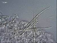 Russula miniata image