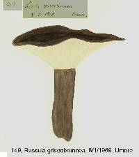 Russula griseobrunnea image