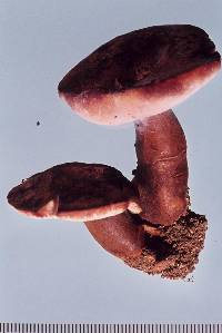 Gyroporus castaneus image