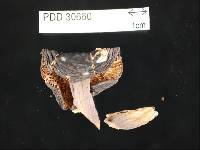 Russula tawai image