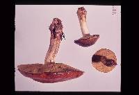 Suillus subacerbus image