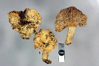 Russula australis image