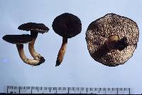 Hydnum crocidens var. badium image