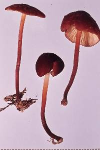 Marasmius atrocastaneus image