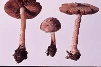 Inocybe asterospora image