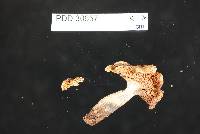 Russula purpureotincta image