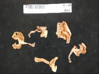 Russula roseopileata image