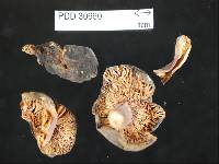 Russula tawai image