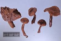 Lactarius umerensis image