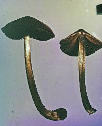 Entoloma translucidum image