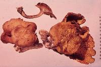 Gymnopilus crociphyllus image