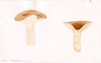 Russula pseudoareolata image