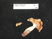 Russula purpureotincta image